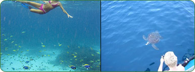 The Junction of Sea Animal: Millions Kinds of Fishes, Turtles, Coral Reef and Dolphins