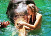 Big Animal Love Affair Elephants and Dolphins