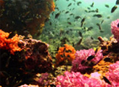 Diving Nyaung Oo Pee Island