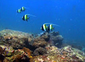 Diving Nyaung Oo Pee Island