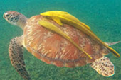 Koh Tao - Turtle Island