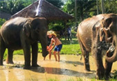 Elephant Sanctuary Half Day Visit