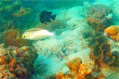 The Lanbi Marine Park Discovery