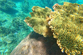 Longtail Boat Charter Turtle Coral Nangyuan
