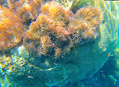 Longtail Boat Charter Turtle Coral Aomuang