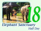 Elephant Sanctuary Half Day