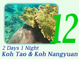 2Days1Night Koh Tao and Koh Nangyuan