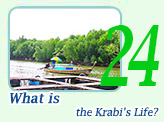Trip Krabi Life