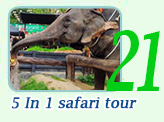 5In1 Safari Tour Morning Time