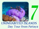 Uninhabited islands  (from Pattaya)