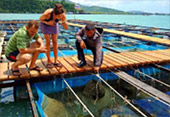 Full Day Phuket Pearl Farm and Temples