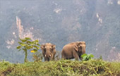 Khao Sok National Park