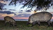 Tarutao National Park