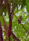 Hat Wanakon National Park