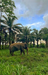 Nature Seek Phang Nga