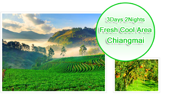 Chiang Mai Fresh Cooled Area