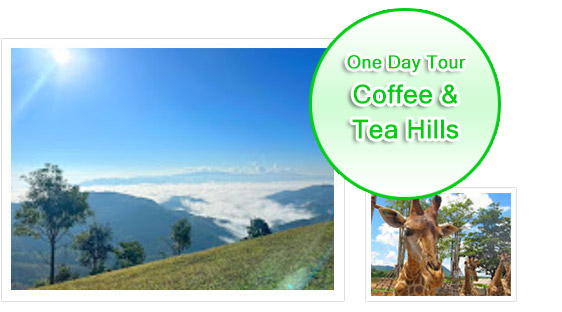 Coffee & Tea Hills
