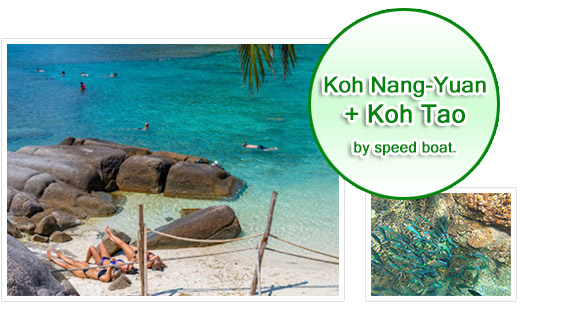 Koh Nangyuan and Koh Tao by Speed Boat