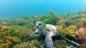 Coral Reef Lovers