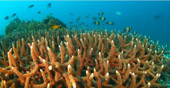 Coral Reef Lovers