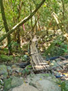 Jungle Discovery: Samui Island