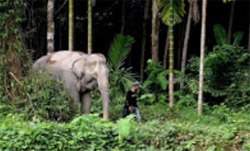 The Ethical Elephant Sanctuary
