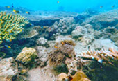 Sand Coral Island