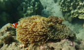Prathong Archipelago Untouch Area of Red Sea Fan